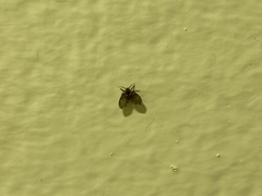 Clogmia albipunctata