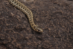 Thamnophis scaliger