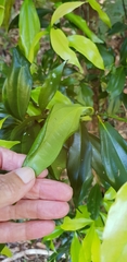 Cryptocarya laevigata