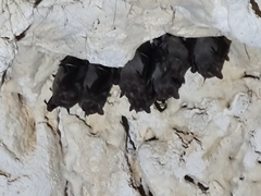 Artibeus jamaicensis