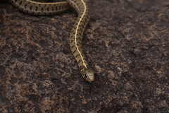 Thamnophis scaliger
