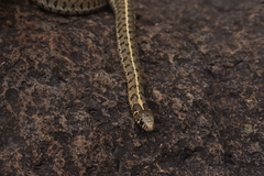 Thamnophis scaliger