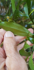 Cryptocarya laevigata