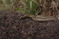 Thamnophis scaliger