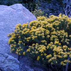Ericameria laricifolia