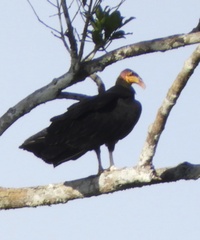 Cathartes melambrotus