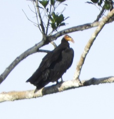 Cathartes melambrotus