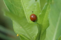 Cycloneda sanguinea