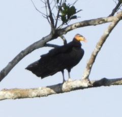 Cathartes melambrotus