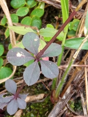 Galium hypocarpium