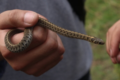 Thamnophis scaliger