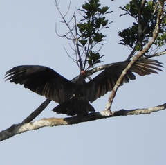 Cathartes melambrotus