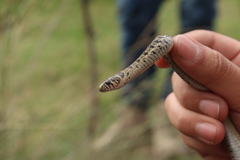 Thamnophis scaliger