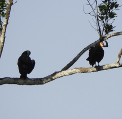 Cathartes melambrotus