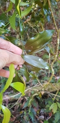 Cryptocarya laevigata