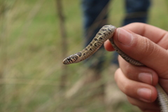 Thamnophis scaliger