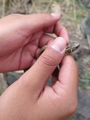 Thamnophis scaliger