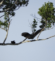 Cathartes melambrotus