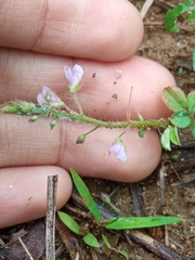 Desmodium uncinatum