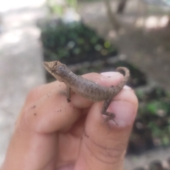 Anolis nebulosus