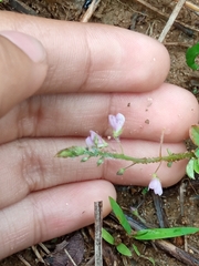 Desmodium uncinatum