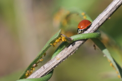 Aphis nerii