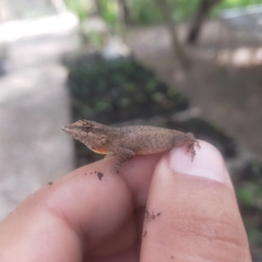 Anolis nebulosus