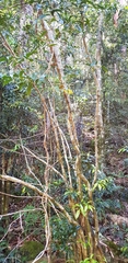 Cryptocarya laevigata