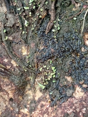 Fuscopannaria leucosticta