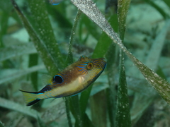 Canthigaster rostrata