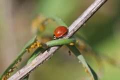 Aphis nerii