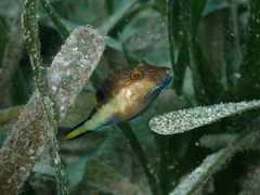 Canthigaster rostrata