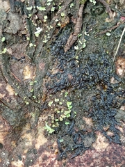 Fuscopannaria leucosticta