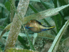 Canthigaster rostrata