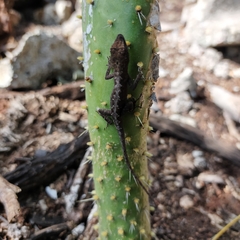 Anolis nebulosus
