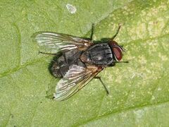 Muscina stabulans