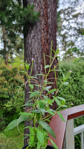 American Willowherb seedling