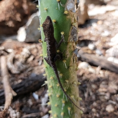 Anolis nebulosus