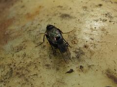 Phorinae