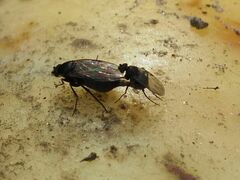 Phorinae
