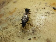 Phorinae