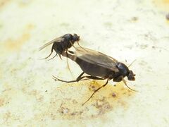 Phorinae