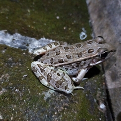 Lithobates forreri