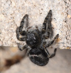 Phidippus borealis