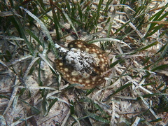 Urobatis jamaicensis