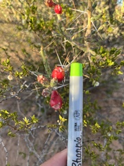 Cylindropuntia leptocaulis