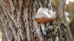 Phellinopsis conchata