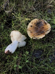 Russula cerolens