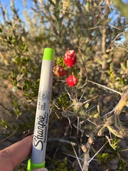 Cylindropuntia leptocaulis