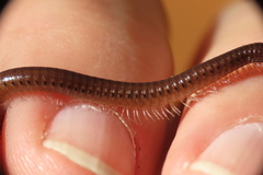 Parajulidae
